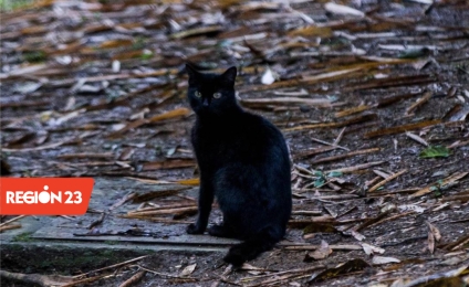 Más de 90 gatos callejeros fueron esterilizados en el Aburrá para proteger a otras especies