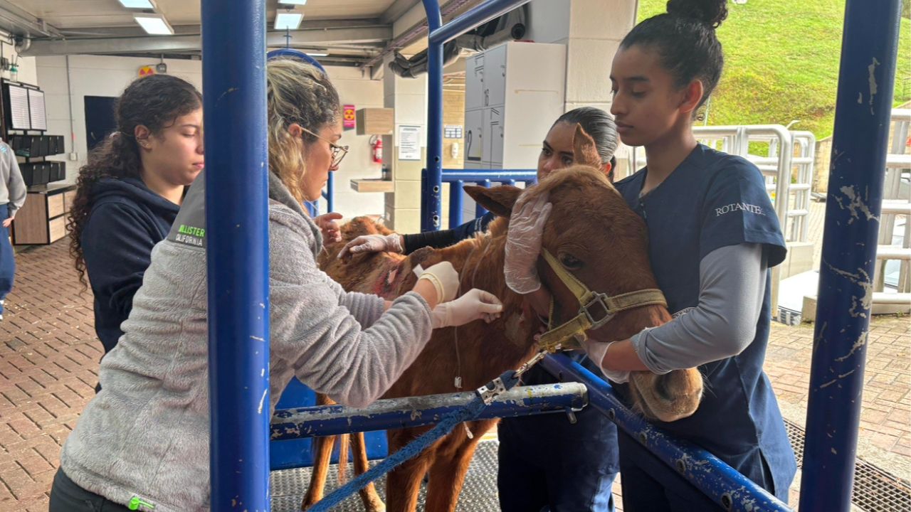 Diseño sin título